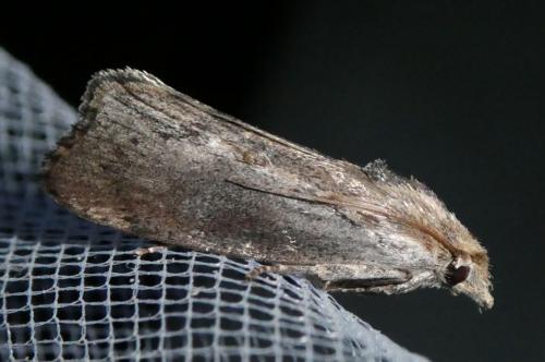 Galleria mellonella